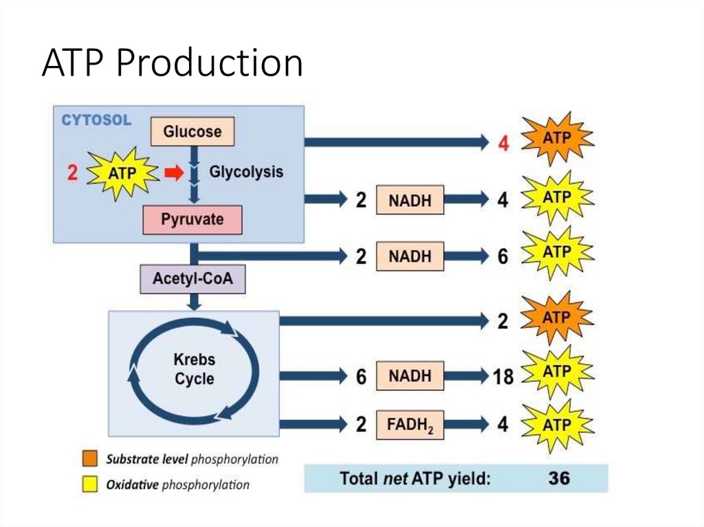 Is Atp Produced During Anaerobic Respiration Wasfa Blog