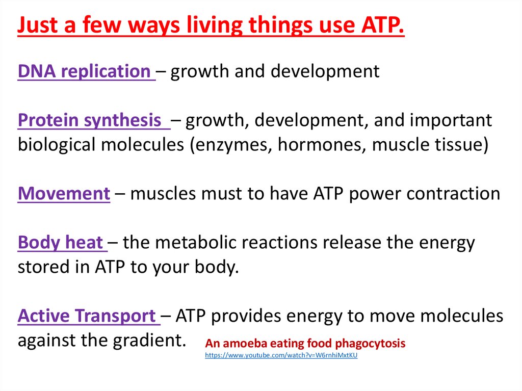 ATP – Structure & Function/ Anaerobic and Aerobic Respiration ...