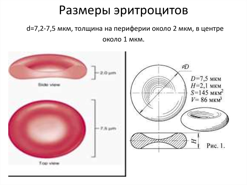 1 6 мкм в мм. Нормальный диаметр эритроцитов. Диаметр клетки мкм эритроцитов человека. Диаметр эритроцита в норме. Толщина клетки крови.