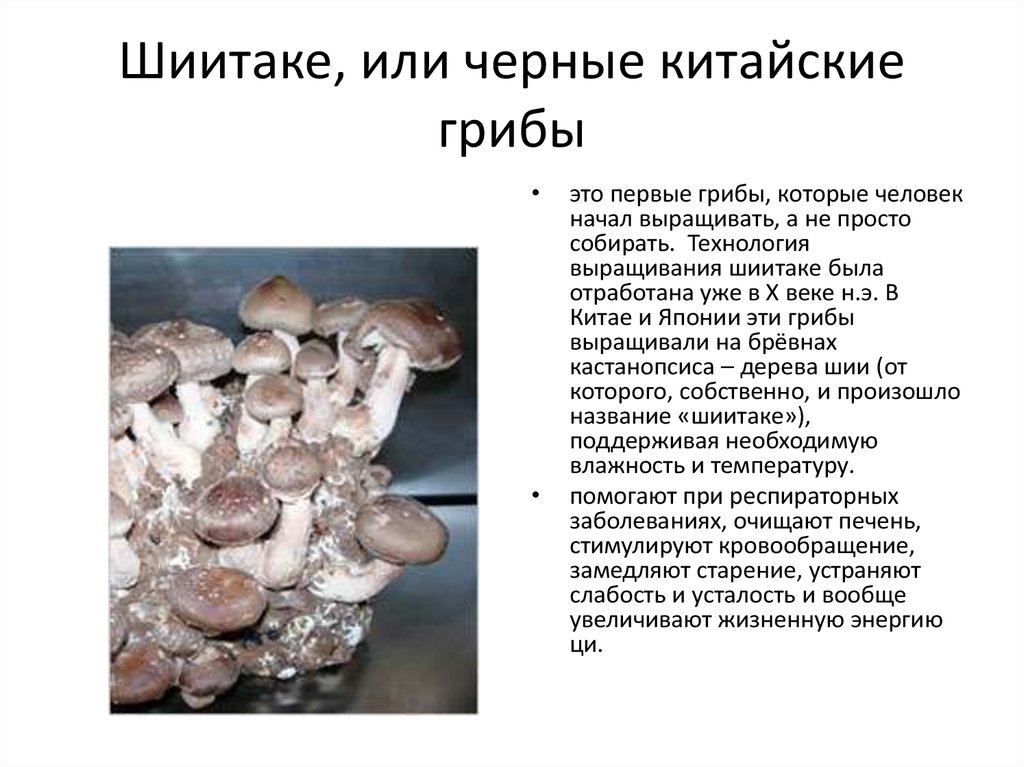 Культивированные грибы и условия выращивания. Шиитаке гриб описание. Шиитаке или чёрные китайские грибы. Строение гриба шиитаке. Выращивание грибов в искусственных условиях.