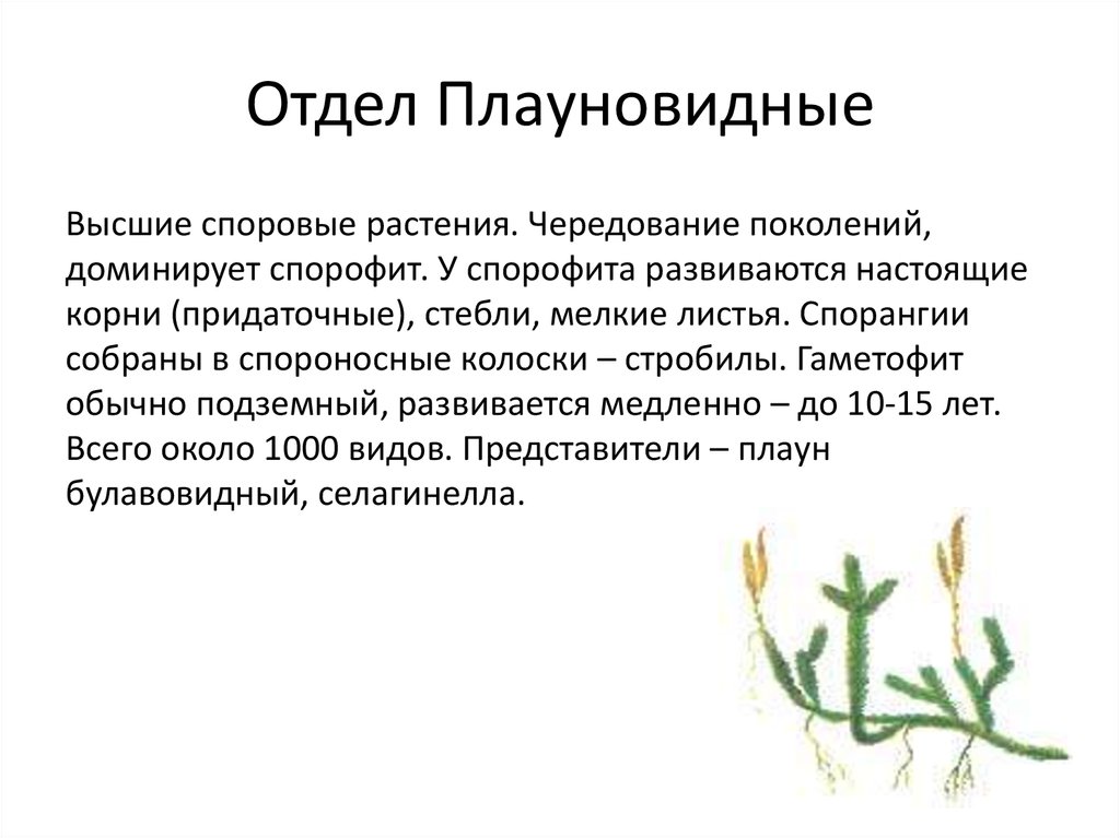 Презентация плауны. Гаметофит плауновидных растений. Характеристика плауновидных растений 7 класс. Характерные признаки плауновидных. Плауновидные споровые растения.