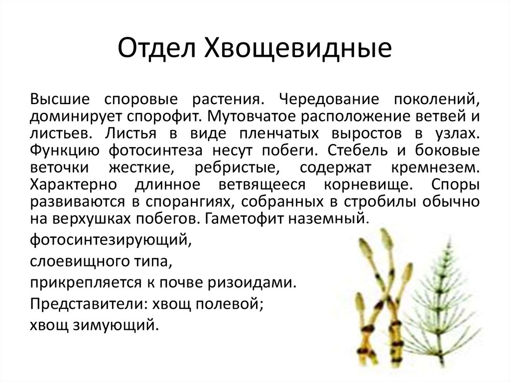 Плауновидные хвощевидные 7 класс. Отдел Плауновидные отдел Хвощевидные отдел. Таблица отдел плауновидных и отдел Хвощевидные. Хвощевидные споровые растения. Хвощевидные растения общая характеристика.