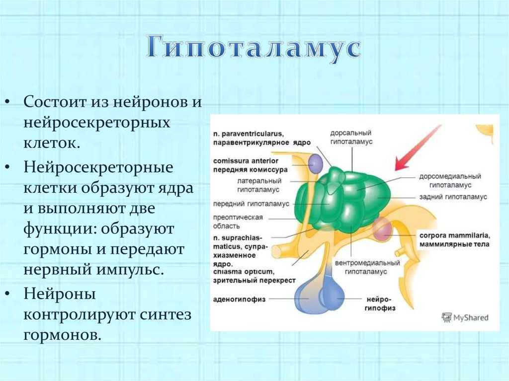 Гипоталамус это. Гипоталамус. Гипоталамус строение и функции. Ядра гипоталамуса гормоны. Гипоталамус функции.