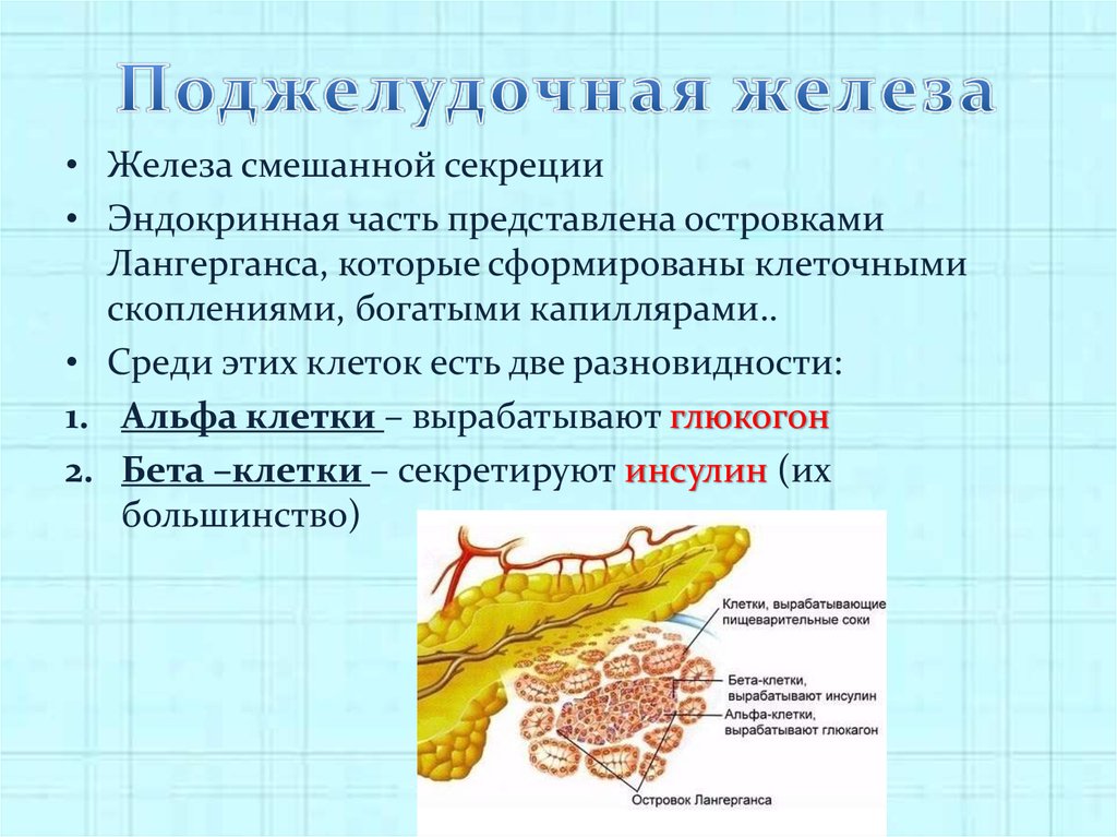 Является железой. Строение и эндокринная функция поджелудочной железы. Эндокринный отдел поджелудочной железы. Эндокринная часть поджелудочной железы строение и функции. Строение эндокринного отдела поджелудочной железы.