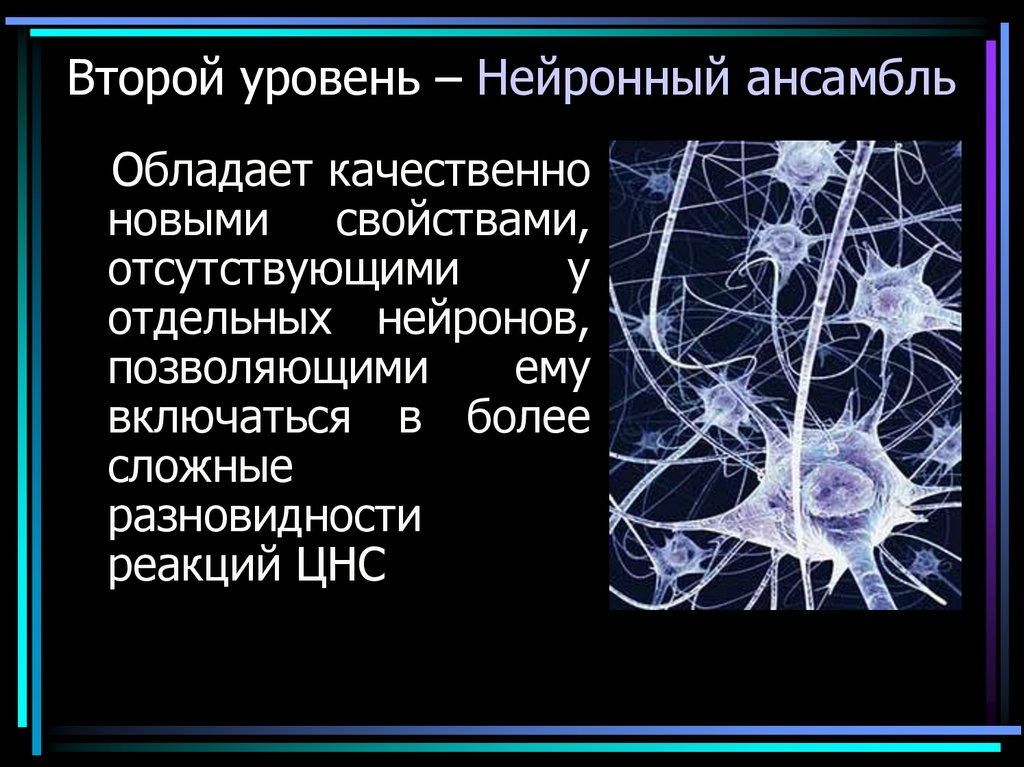 Второй уровень – Нейронный ансамбль