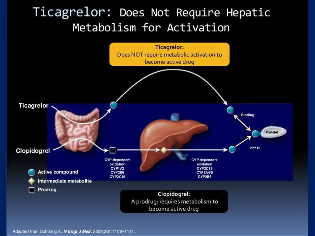 Active друг другу. Тикагрелор показания. Двойная антиагрегантная терапия с антикоагулянтами. Тикагрелор механизм действия. Тикагрелор инфузия.