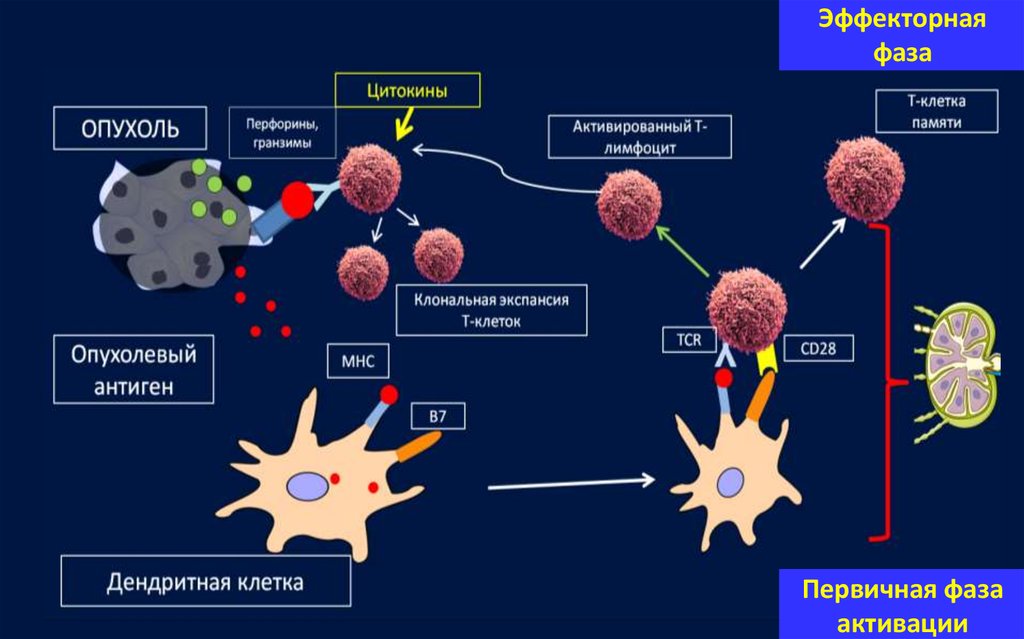 Эффекторные клетки т лимфоцитов. Т клетки памяти. Цитокины опухоли. Дендритные клетки иммунной системы. Схема иммунного ответа на опухоль.