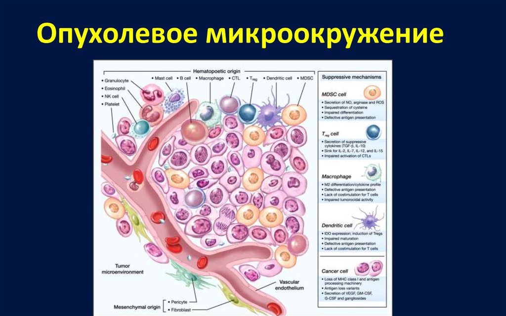 Опухоль схема. Микроокружение опухоли. Компоненты микроокружения опухоли. Стадии опухолевого процесса. Фазы роста опухолевых клеток.