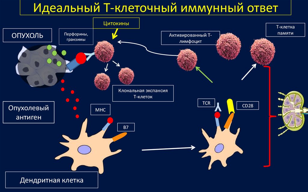 Роль макрофагов. Клетки иммунной системы т и в лимфоциты. NK-клетки ответ клеток иммунологической памяти. Т лимфоциты клеточный иммунитет. Т-лимфоциты иммунной системы схема.