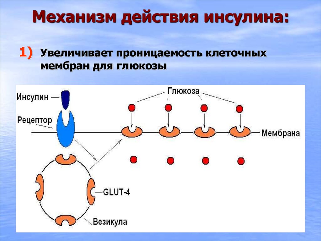 Механизм действия