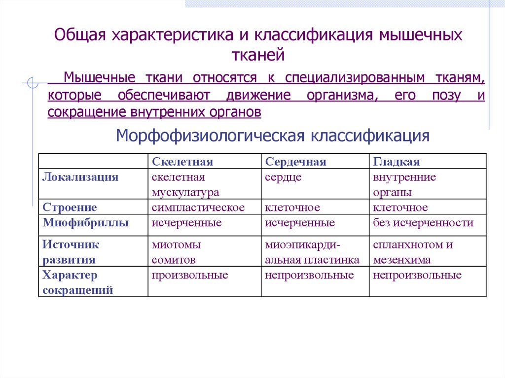 Общая характеристика и классификация мышечной ткани