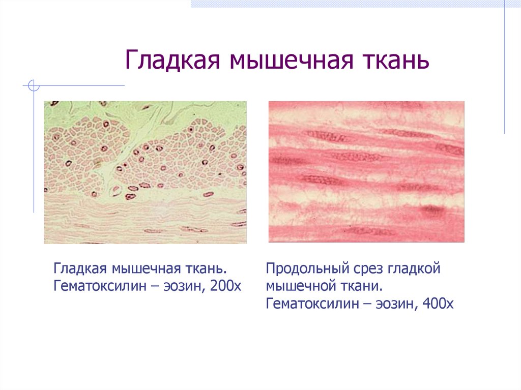 Развитие гладкой мышечной ткани