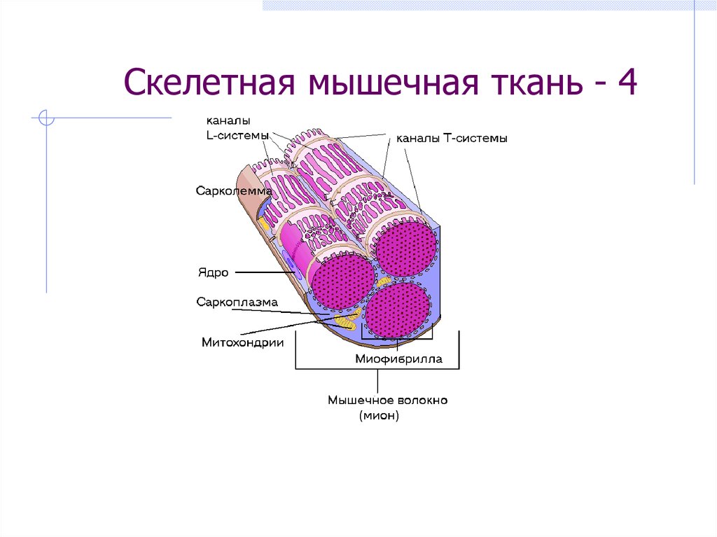 Скелетная мышечная ткань рисунок