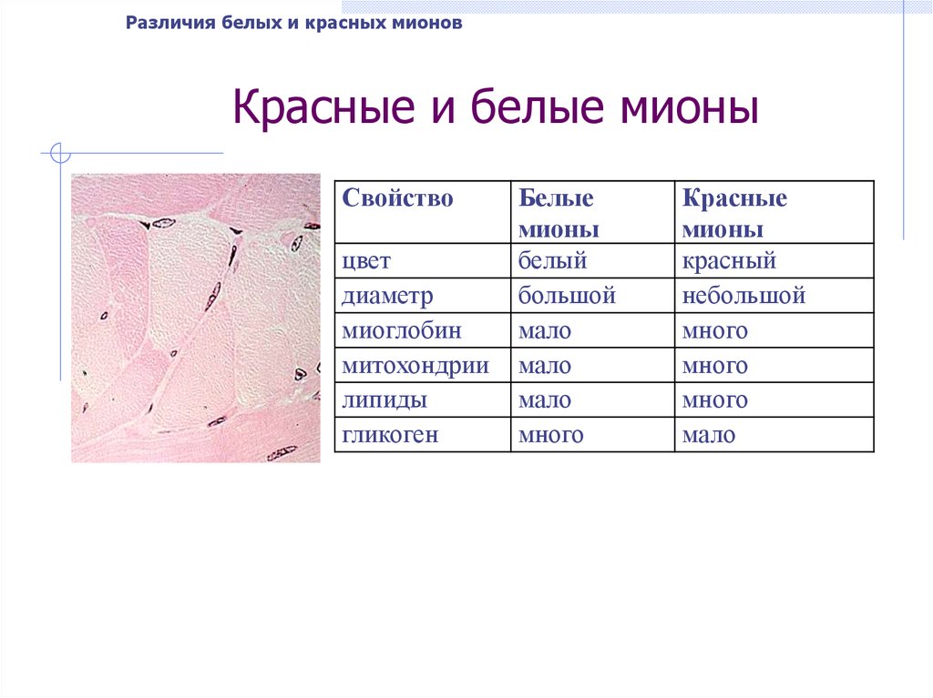 Чем отличается красное от белого. Красные и белые различия. Белые и красные разница. Отличие красных от белых. В чем отличие белых от красных.