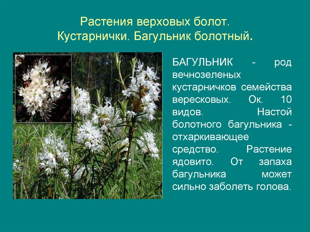 Растения верховых болот. Багульник болотный. Багульник болотный в Вологодской области. Болотные растения названия. Растения растущие на болотах.