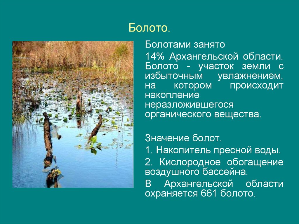 Значение болота в природе. Болотистая земля. Болото вода. Важность болот. Блудово болото содержит огромные запасы горючего ответы