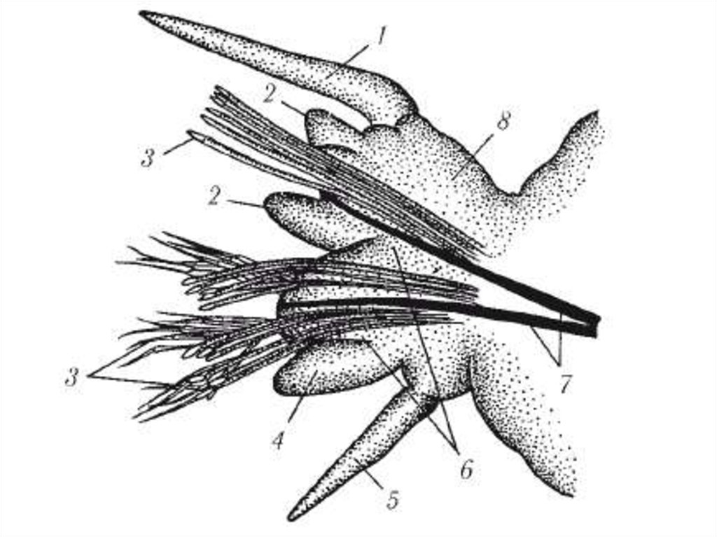 Параподии. Строение параподии полихеты. Строение параподии Нереиды. Параподии нереиса строение. Параподии многощетинковых червей строение.