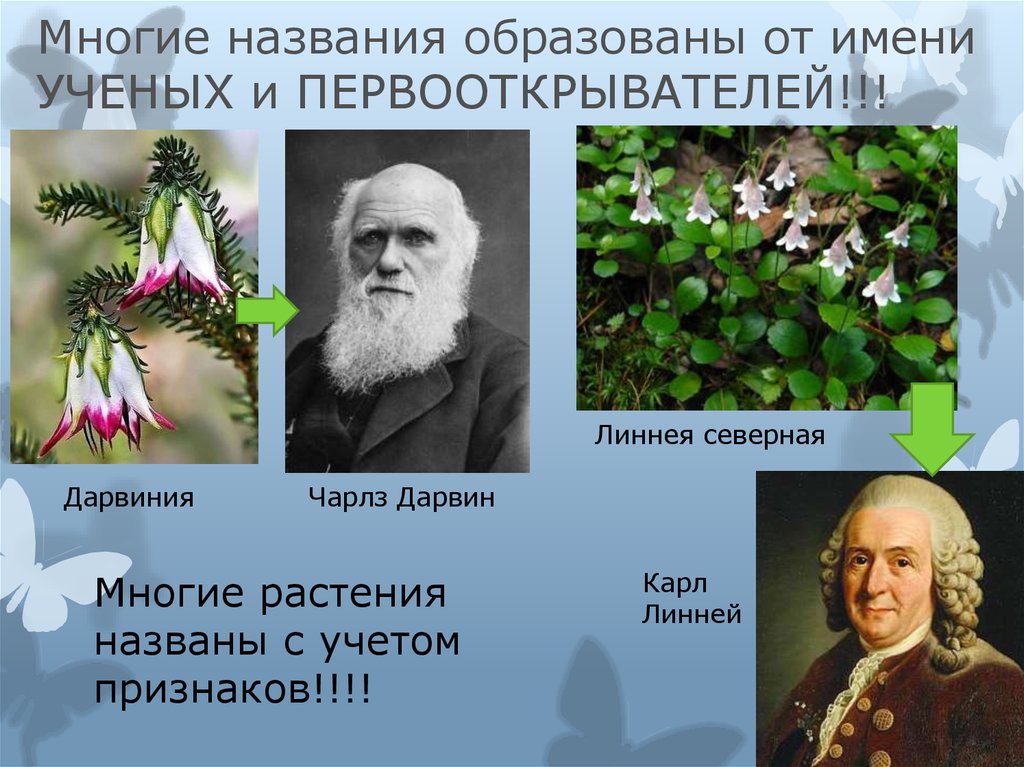 Скрещивание растений