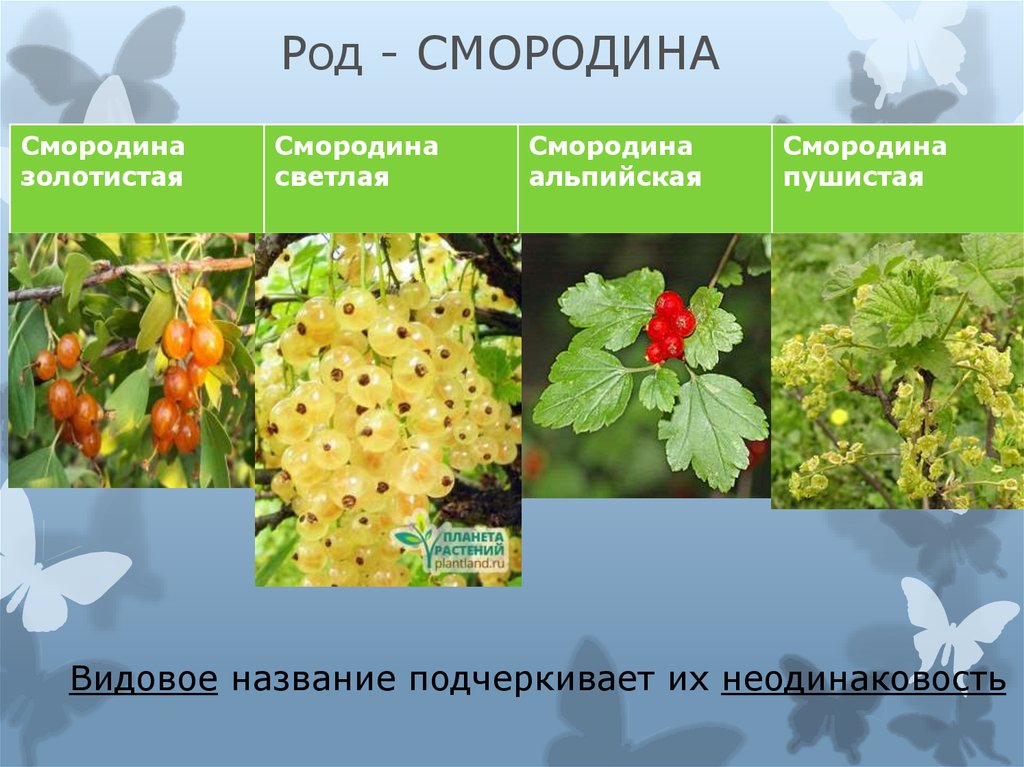 1 вид растения. Систематика растений. Род смородина. Род смородина. Видовые названия растений. Род и вид растений.