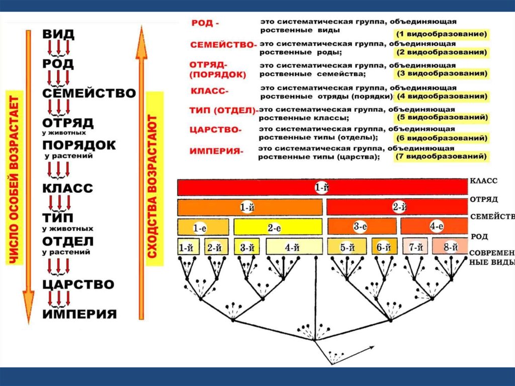 Систематика органического мира