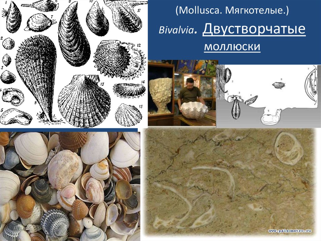 (Mollusca. Мягкотелые.) Bivalvia. Двустворчатые моллюски