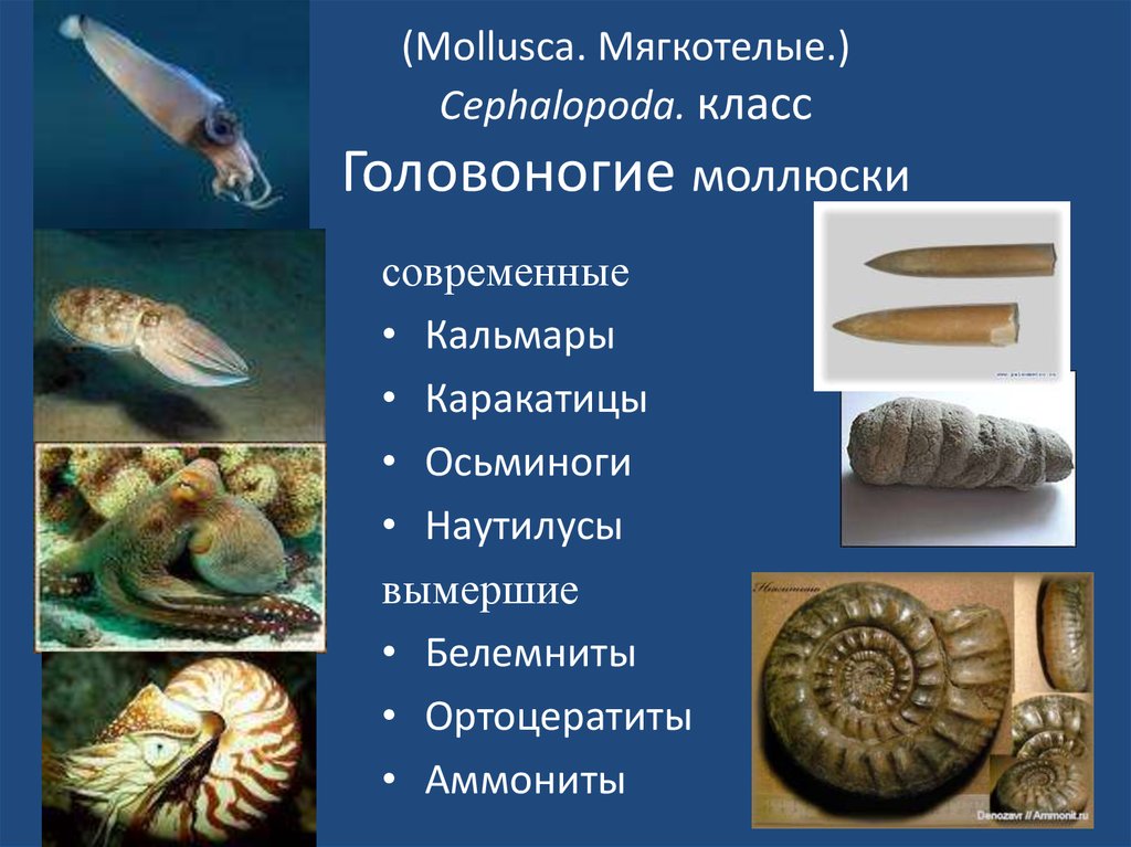 Биология 7 класс класс головоногих моллюсков. Класс головоногие моллюски. Представители головоногих моллюсков. Вымершие головоногие моллюски. Устрица это головоногий моллюск.