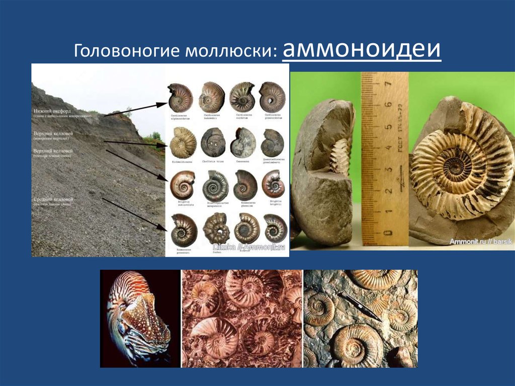 Головоногие моллюски: аммоноидеи