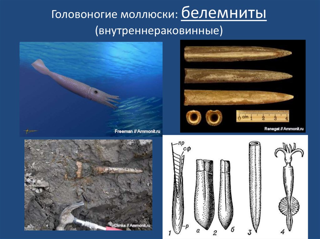 Головоногие моллюски: белемниты (внутреннераковинные)