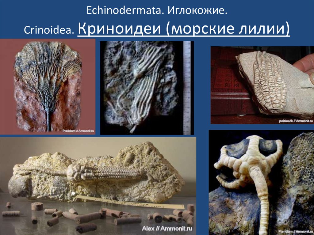 Echinodermata. Иглокожие. Crinoidea. Криноидеи (морские лилии)