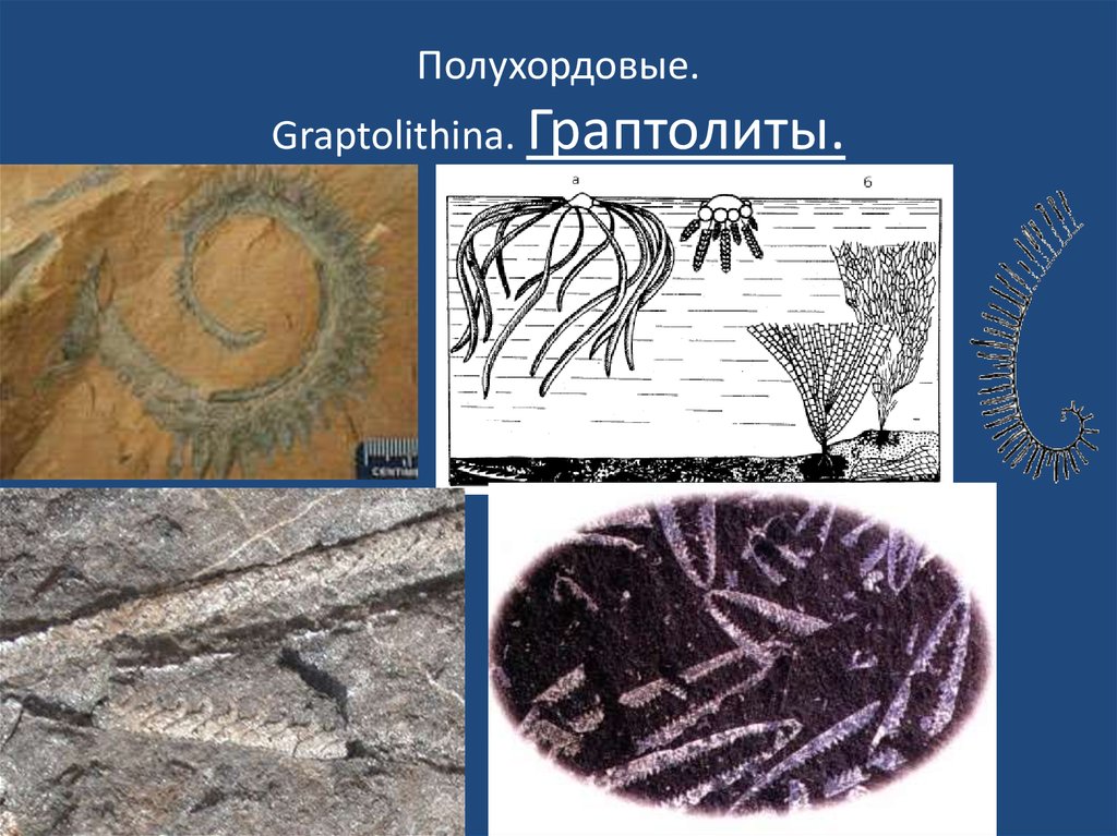 Полухордовые. Graptolithina. Граптолиты.