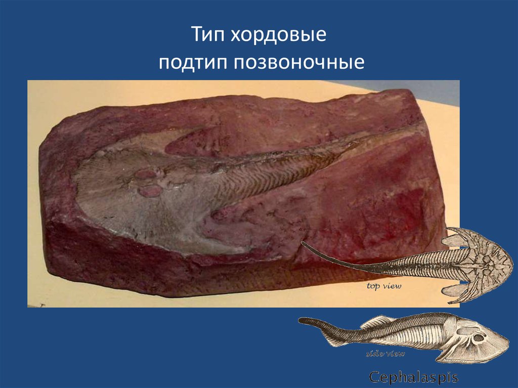 Тип хордовые подтип позвоночные