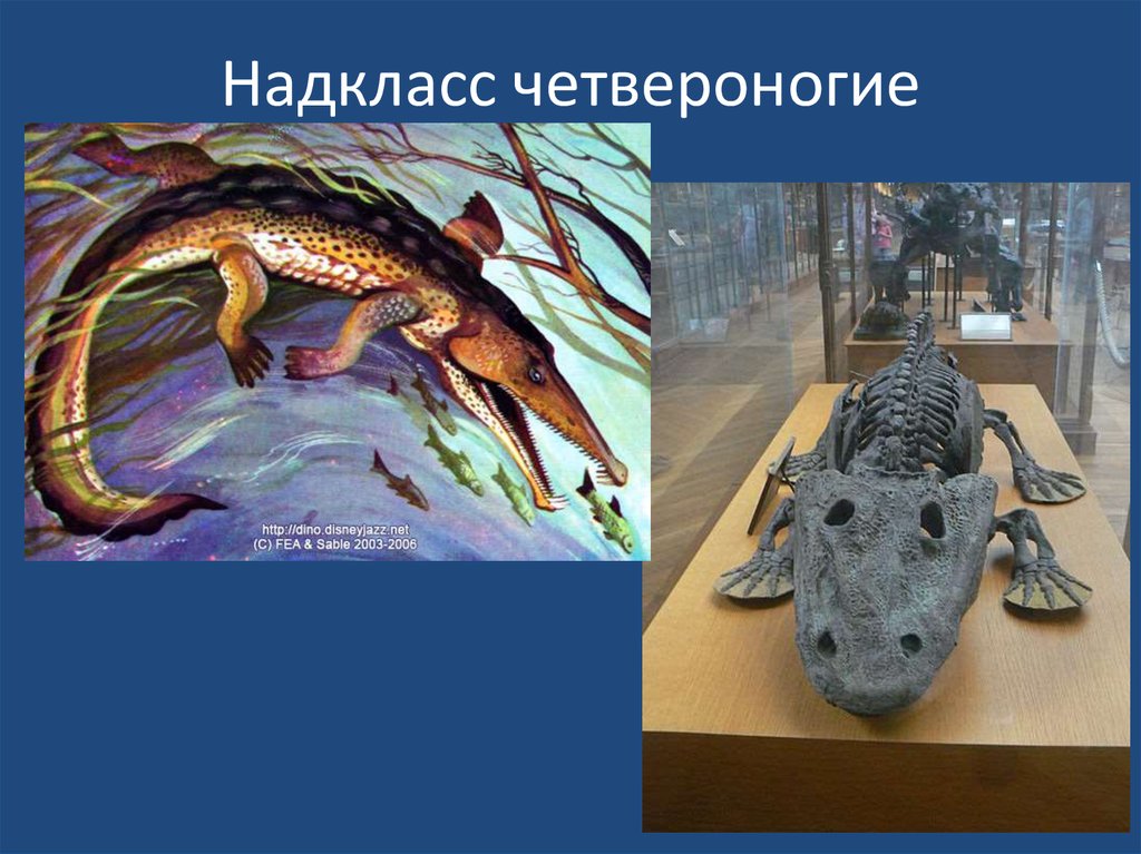 Надкласс четвероногие