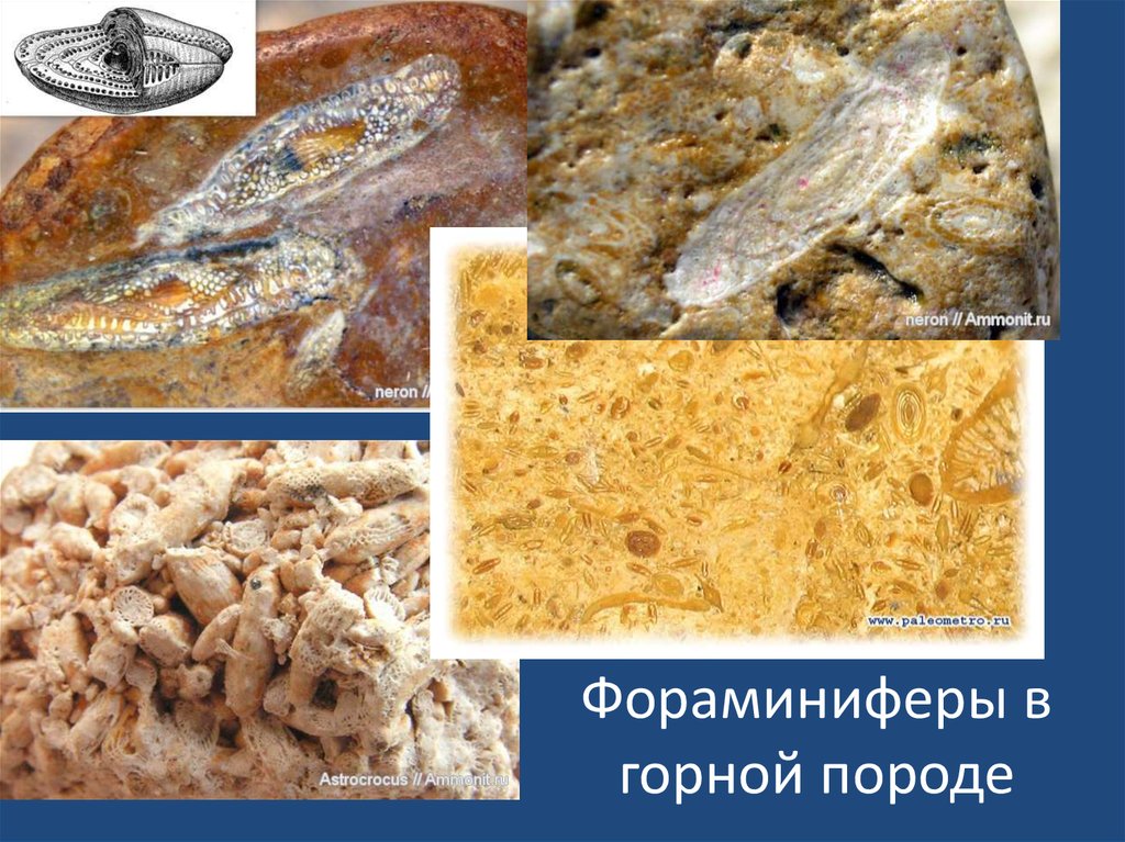 Фораминиферы в горной породе