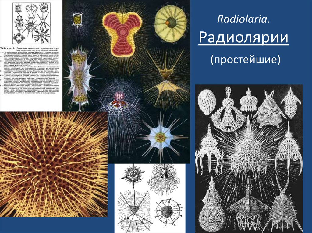 Радиолярия это. Подкласс радиолярии. Подкласс лучевики. Класс лучевики представители. Лучевики радиолярии.