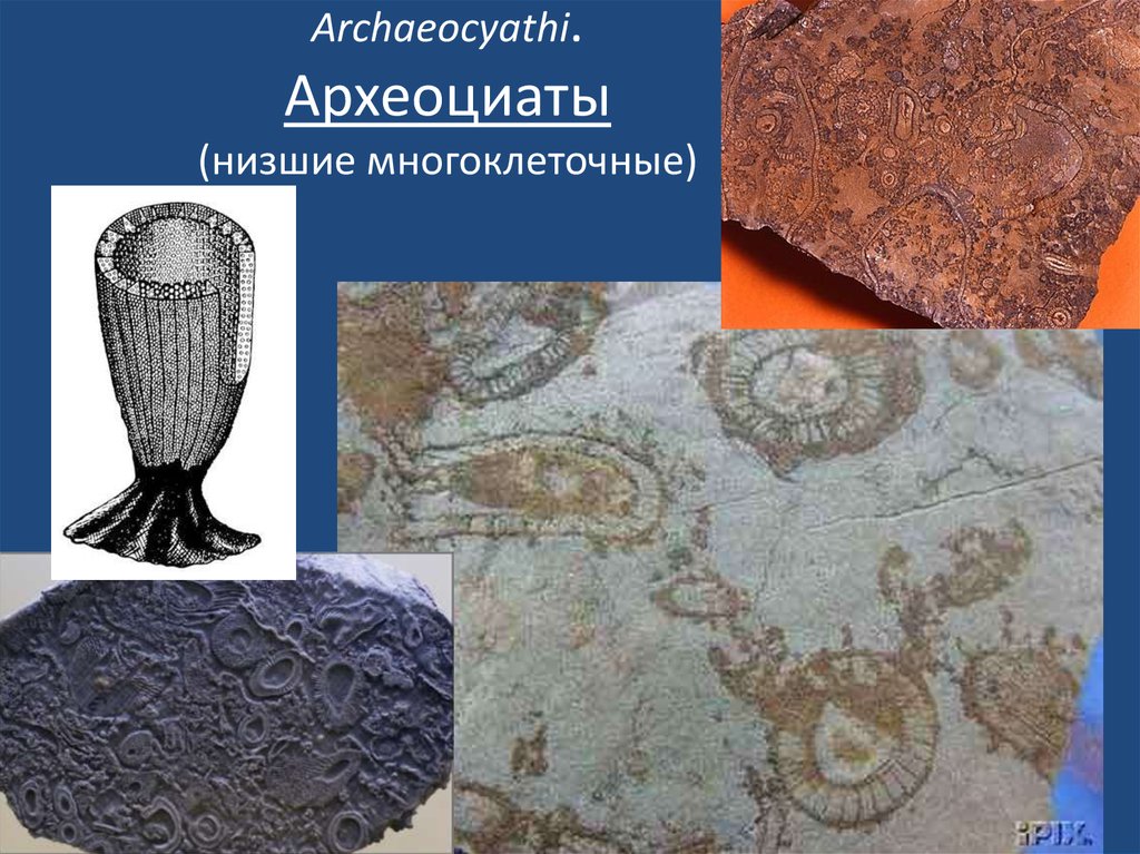 Archaeocyathi. Археоциаты (низшие многоклеточные)