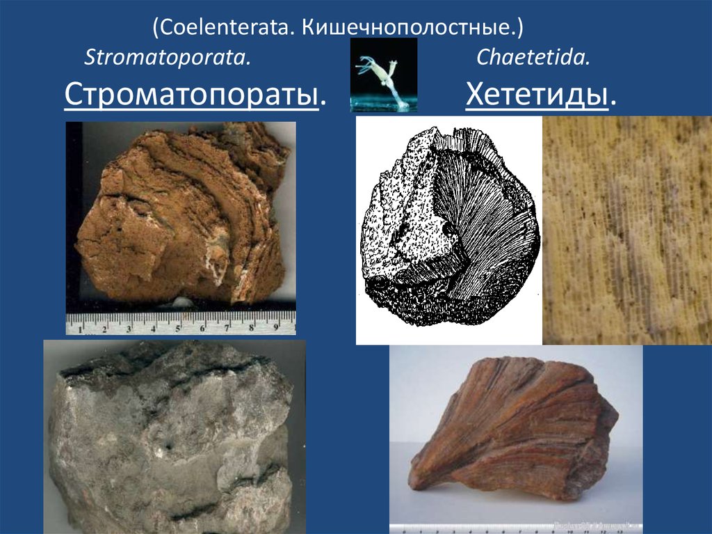 (Coelenterata. Кишечнополостные.) Stromatoporata. Chaetetida. Строматопораты. Хететиды.