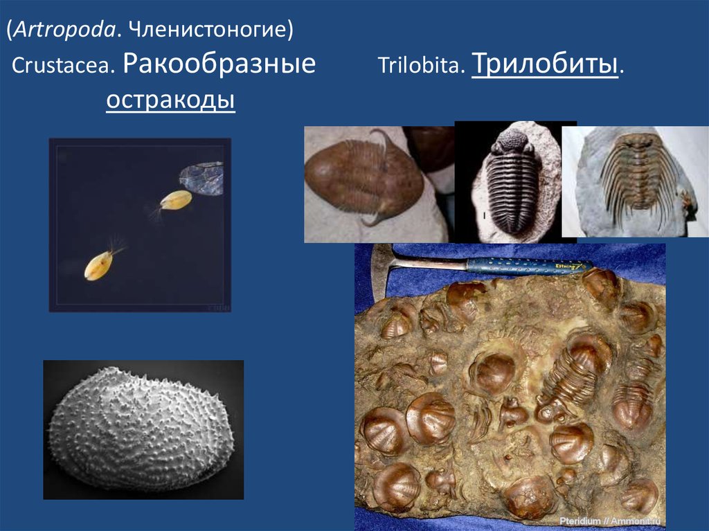 Что такое палеозоология. Остракоды палеонтология. Трилобиты и остракоды. Палеозоология беспозвоночных. Палеозоология сообщение.