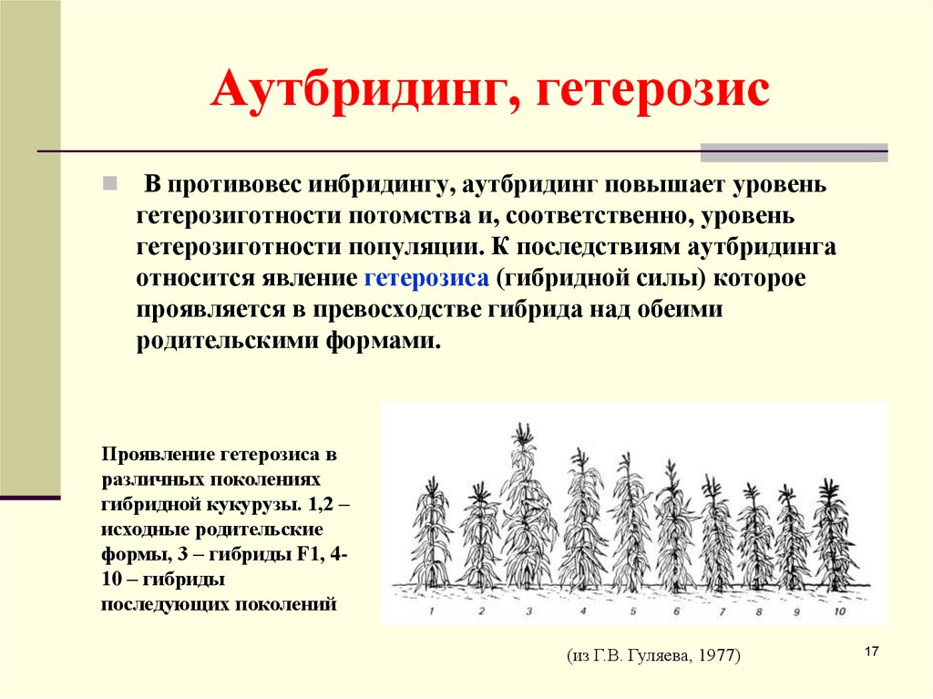 Искусственное получение потомства. Гетерозис кукурузы аутбридинг. Аутбридинг характеристика. Инбридинг и аутбридинг в селекции животных. Методы селекции аутбридинг.