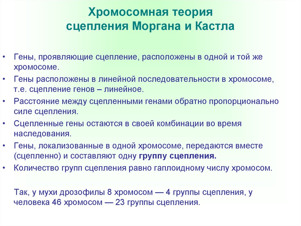 Положения хромосомной теории. Хромосомная теория. Хромосомная теори яморгаа. Теория Моргана. Хромосомная теория Моргана.