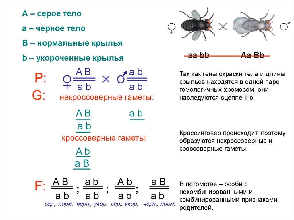 Муха огэ