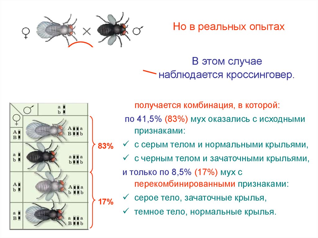 Скрестили дрозофил