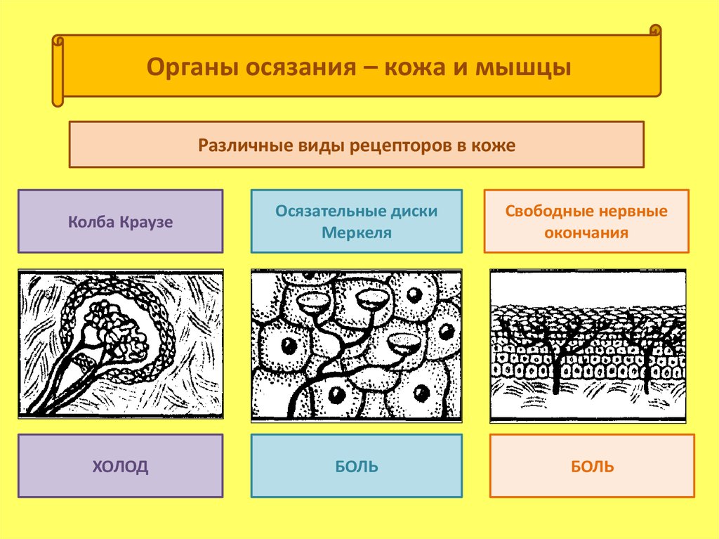 Кожное чувство не воспринимает