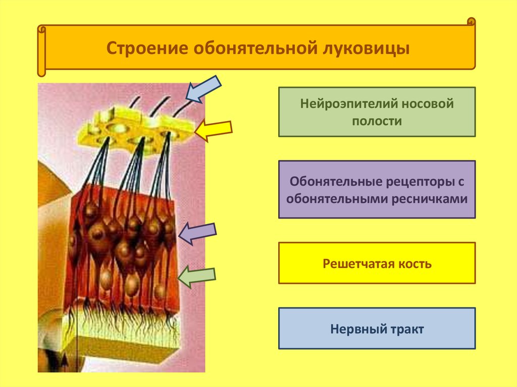 Исследование обонятельной функции. 6 Слоев обонятельной луковицы. Схема строения обонятельной луковицы. Обонятельная луковица анатомия слои. Обонятельные рецепторы и обонятельные луковицы.