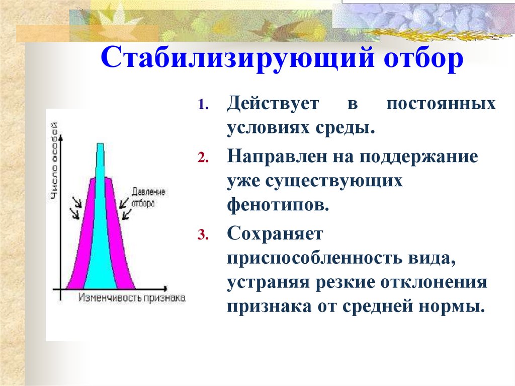 Действуют условия. Стабилизирующая форма естественного отбора. Стабилизирующая форма естественного отбора это кратко и понятно. Этапы стабилизирующего естественного отбора. Схема действия стабилизирующий естественный отбор.