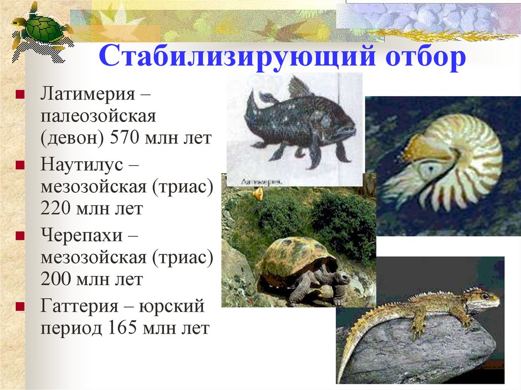 Стабилизирующий естественный отбор. Латимерия стабилизирующий отбор. Стабилизирующая форма естественного отбора примеры. Стаблилизирующий обро. Присеры стабилизируещнг оьбопа.