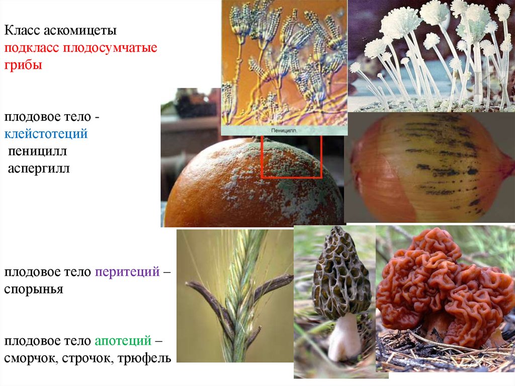 Гриб мукор организм. Пеницилл и аспергилл. Аскомицеты аспергилл. Сумчатые грибы аскомицеты. Аспергилл гриб аскомицеты.