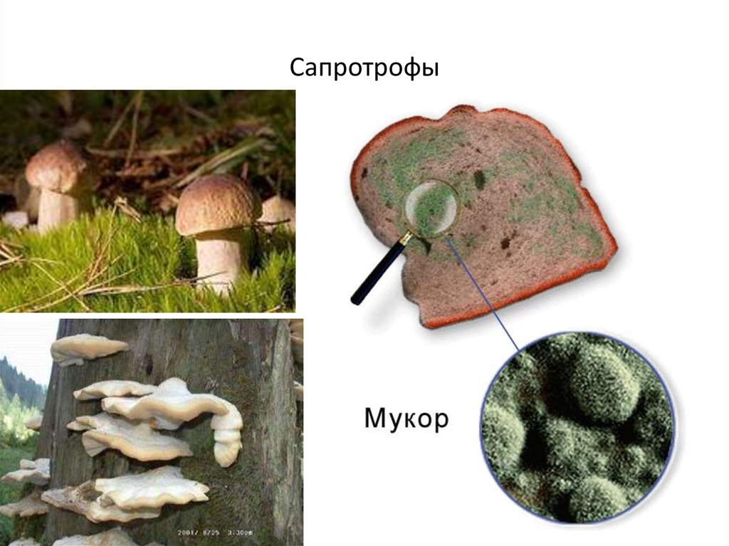 Грибы сапротрофы это. Почвенные сапротрофы грибы. Представители грибов сапротрофов. Сапротрофы представители грибов. Шляпочные сапротрофы.