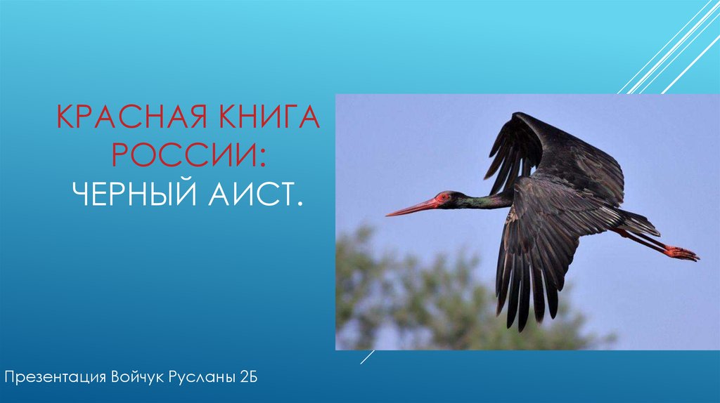 Черный аист красная книга. Черный Аист презентация. Черный Аист красная книга Челябинской области. Черный Аист красная книга презентация. Черный Аист проект 2 класс окружающий мир.