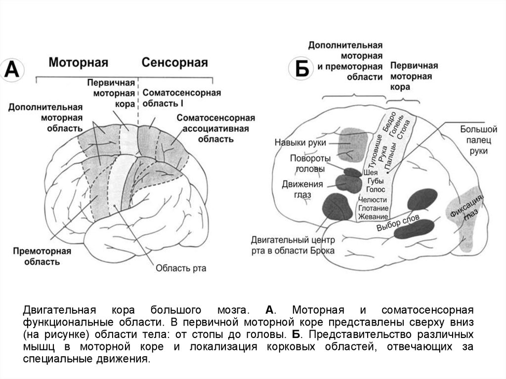 Центр схемы тела