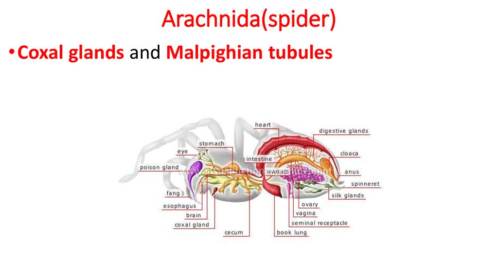 Animals excretion - online presentation